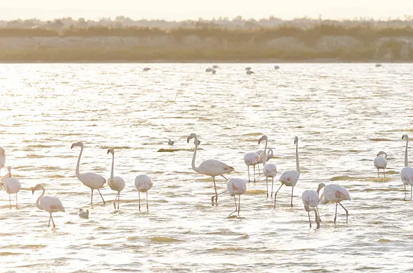 557282 - Greater flamingo (Phoenicopterus roseus), Camargue, France