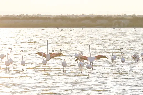 557284 - Greater flamingo (Phoenicopterus roseus), Camargue, France