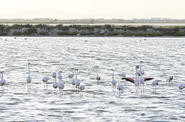 557285 - Greater flamingo (Phoenicopterus roseus), Camargue, France