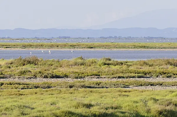557277 - Greater flamingo (Phoenicopterus roseus), Camargue, Frankreich