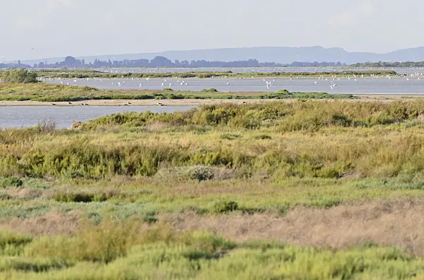 557279 - Greater flamingo (Phoenicopterus roseus), Camargue, Frankreich
