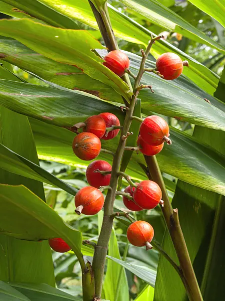 411147 - Greater galangal (Alpinia galanga)