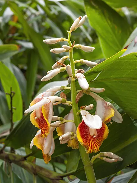 411160 - Greater galangal (Alpinia galanga)