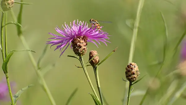 499110 - Greater knapweed (Centaurea scabiosa) with hover fly