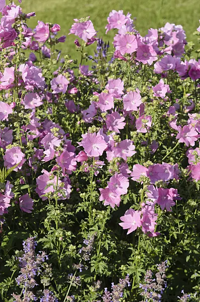 570055 - Greater musk mallow (Malva alcea 'Fastigiata')