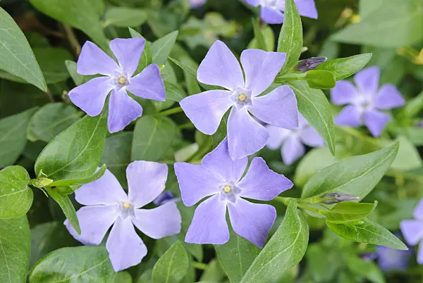 481011 - Greater periwinkle (Vinca major)