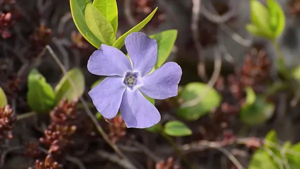 507072 - Greater periwinkle (Vinca major)