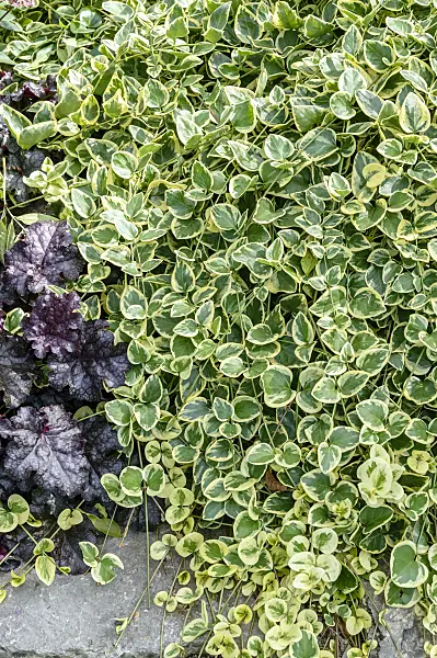 593220 - Greater periwinkle (Vinca major 'Variegata')