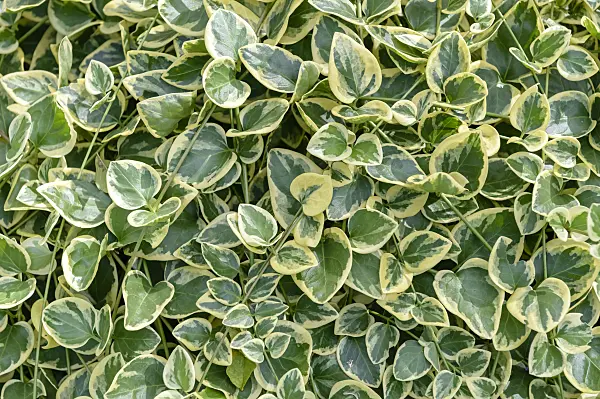 593221 - Greater periwinkle (Vinca major 'Variegata')