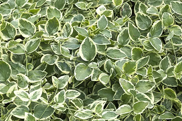 638377 - Greater periwinkle (Vinca major 'Variegata')