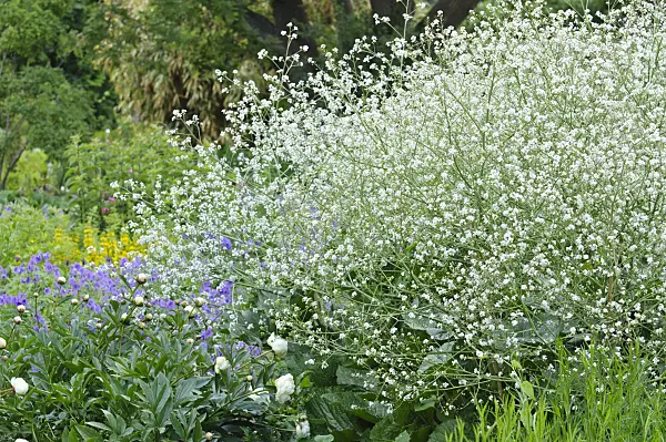 473039 - Greater sea kale (Crambe cordifolia)