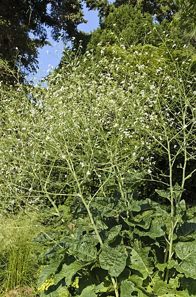 497202 - Greater sea kale (Crambe cordifolia)