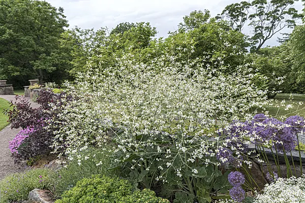 651201 - Greater sea kale (Crambe cordifolia)