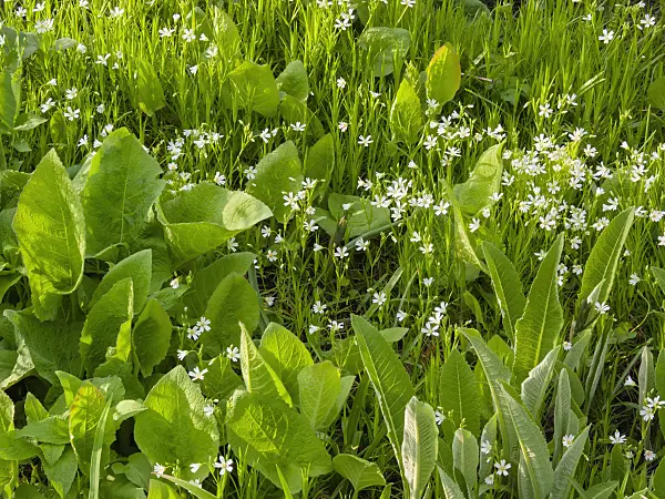 400154 - Greater stichwort (Stellaria holostea)