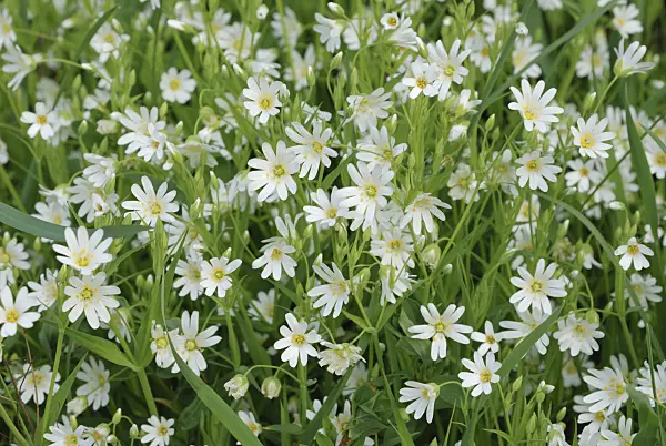 471155 - Greater stichwort (Stellaria holostea)