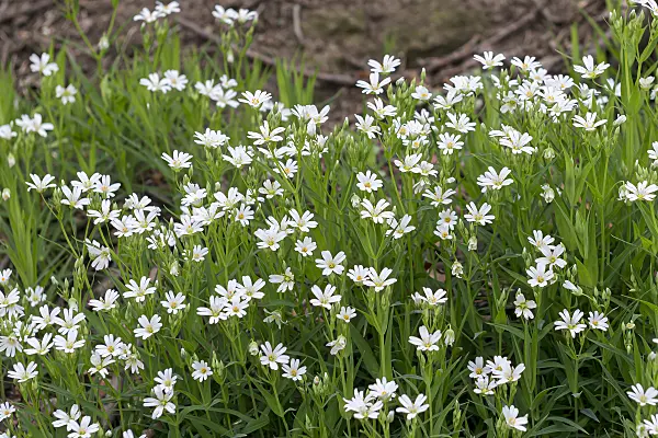 651540 - Greater stichwort (Stellaria holostea)