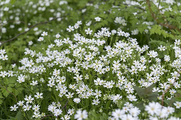 651541 - Greater stichwort (Stellaria holostea)