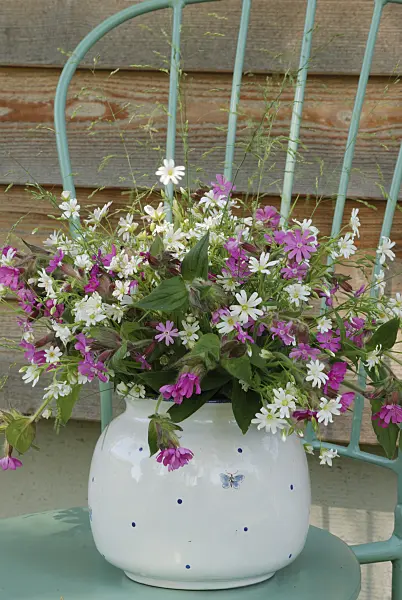 471169 - Greater stichwort (Stellaria holostea) and red campion (Lychnis dioica syn. Silene dioica)