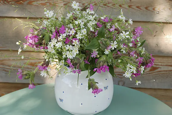 471170 - Greater stichwort (Stellaria holostea) and red campion (Lychnis dioica syn. Silene dioica)