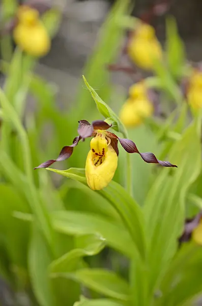 533004 - Greater yellow lady's slipper orchid (Cypripedium parviflorum)