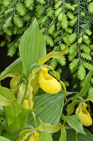 508181 - Greater yellow lady's slipper orchid (Cypripedium parviflorum var. pubescens)