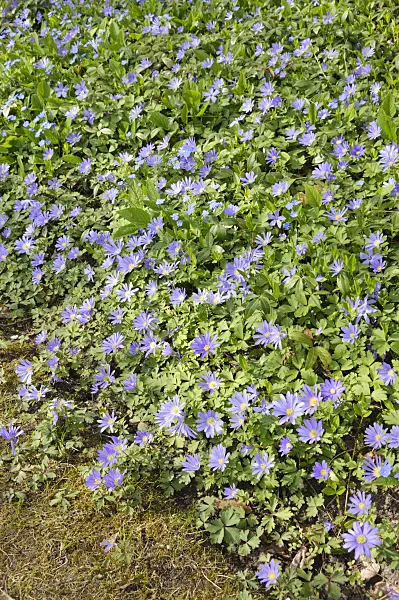 483237 - Grecian windflower (Anemone blanda)