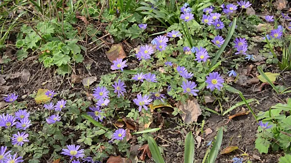 507020 - Grecian windflower (Anemone blanda)