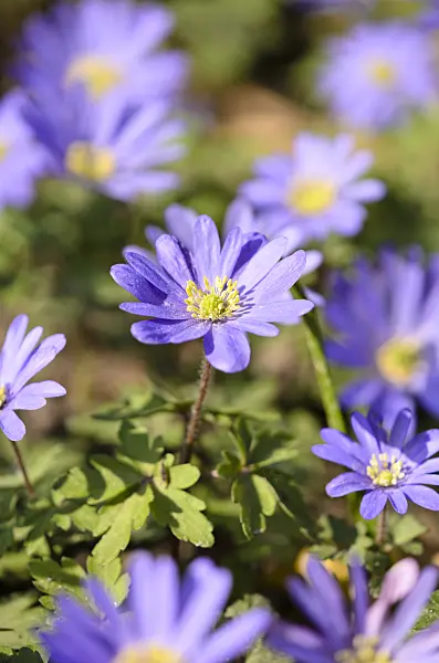 519085 - Grecian windflower (Anemone blanda)