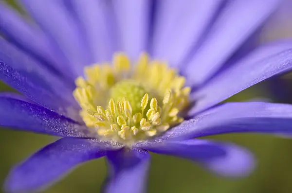 519086 - Grecian windflower (Anemone blanda)