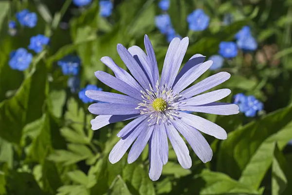 555126 - Grecian windflower (Anemone blanda)