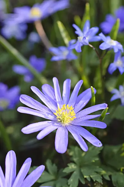 471073 - Grecian windflower (Anemone blanda) and two-leaf squill (Scilla bifolia)