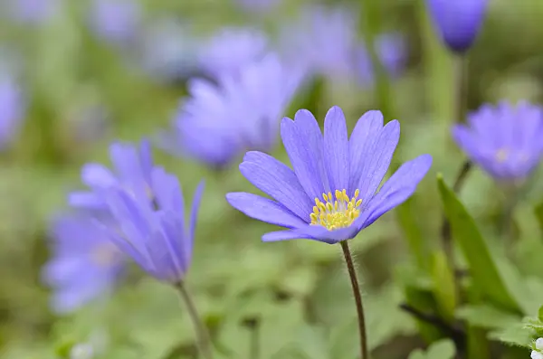 495094 - Grecian windflower (Anemone blanda 'Blue Shades')