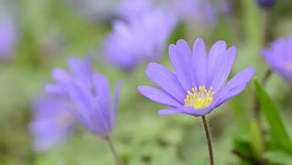 495105 - Grecian windflower (Anemone blanda 'Blue Shades')