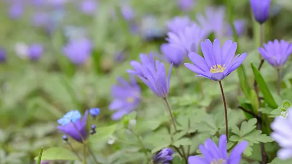 495106 - Grecian windflower (Anemone blanda 'Blue Shades')