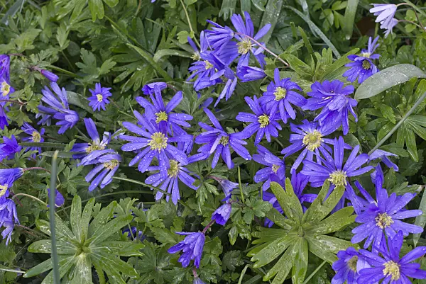 570024 - Grecian windflower (Anemone blanda 'Blue Shades')