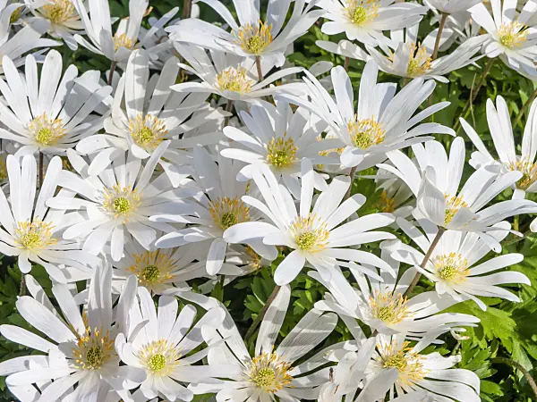 459019 - Grecian windflower (Anemone blanda 'White Splendour')