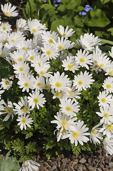 483230 - Grecian windflower (Anemone blanda 'White Splendour')