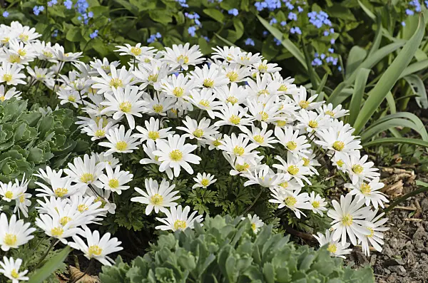 495087 - Grecian windflower (Anemone blanda 'White Splendour')