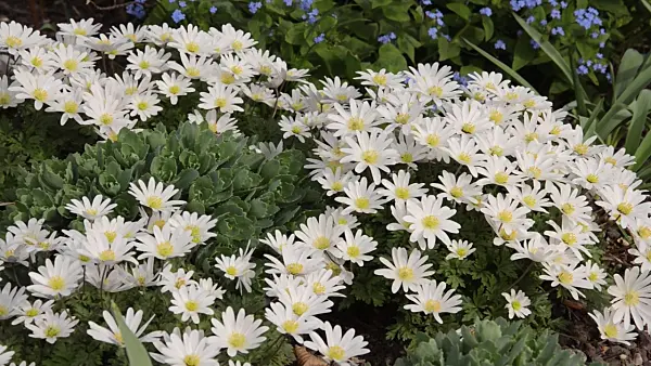 495100 - Grecian windflower (Anemone blanda 'White Splendour')