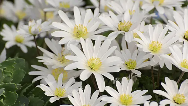 495101 - Grecian windflower (Anemone blanda 'White Splendour')