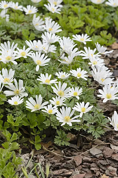 519145 - Grecian windflower (Anemone blanda 'White Splendour')