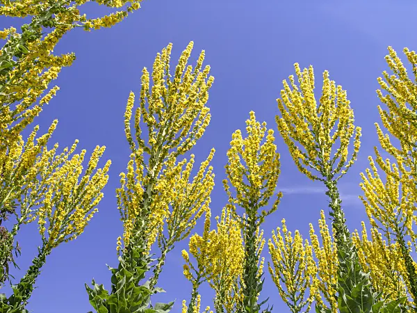 427130 - Greek mullein (Verbascum olympicum)