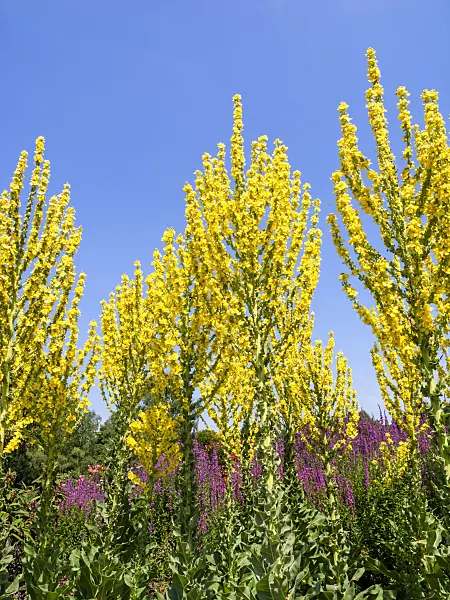 427131 - Greek mullein (Verbascum olympicum)