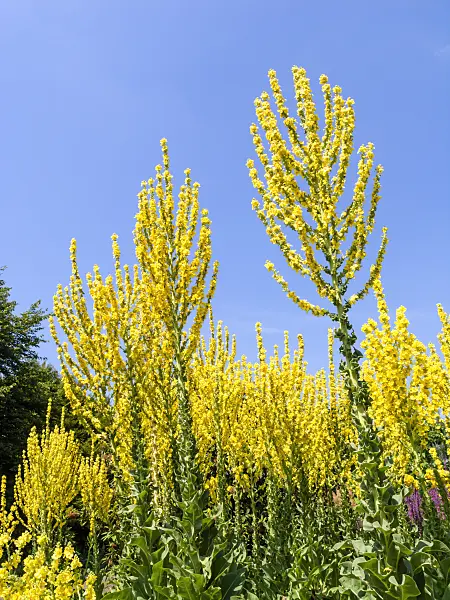 427132 - Greek mullein (Verbascum olympicum)