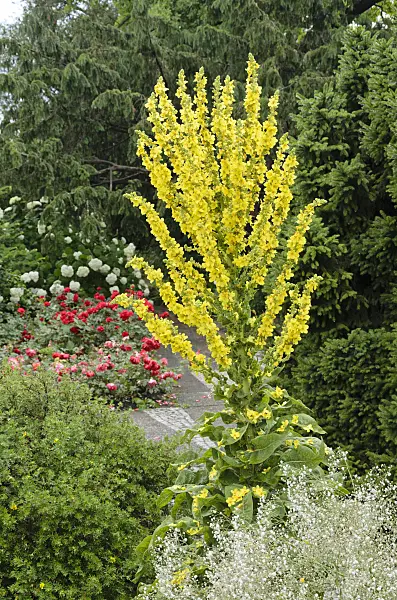 534163 - Greek mullein (Verbascum olympicum)