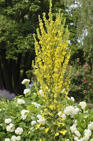534164 - Greek mullein (Verbascum olympicum)