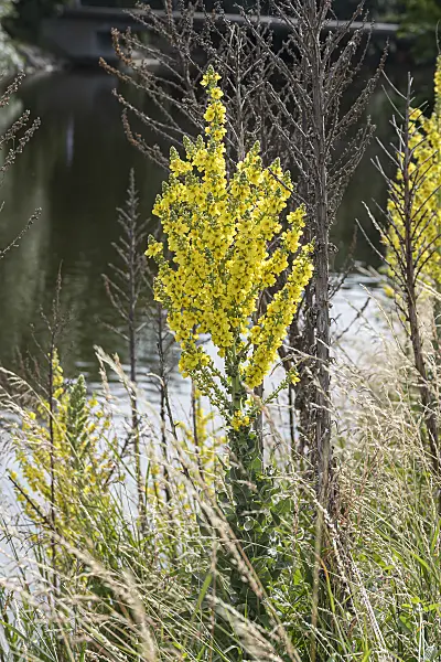 651561 - Greek mullein (Verbascum olympicum)