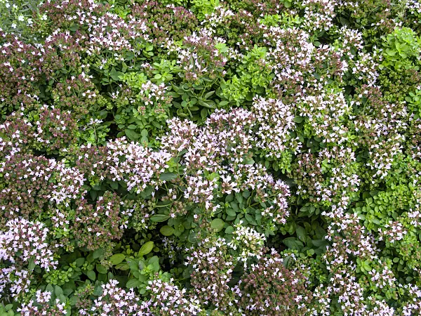 463073 - Greek oregano (Origanum vulgare)