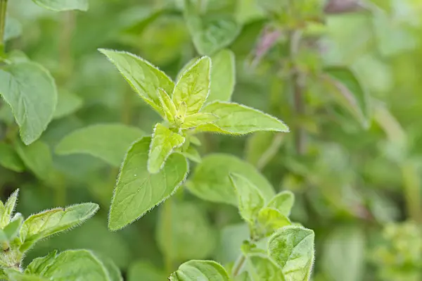 472273 - Greek oregano (Origanum vulgare)