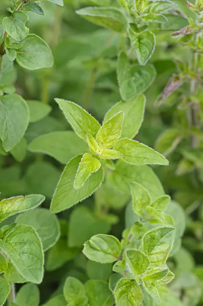 472274 - Greek oregano (Origanum vulgare)